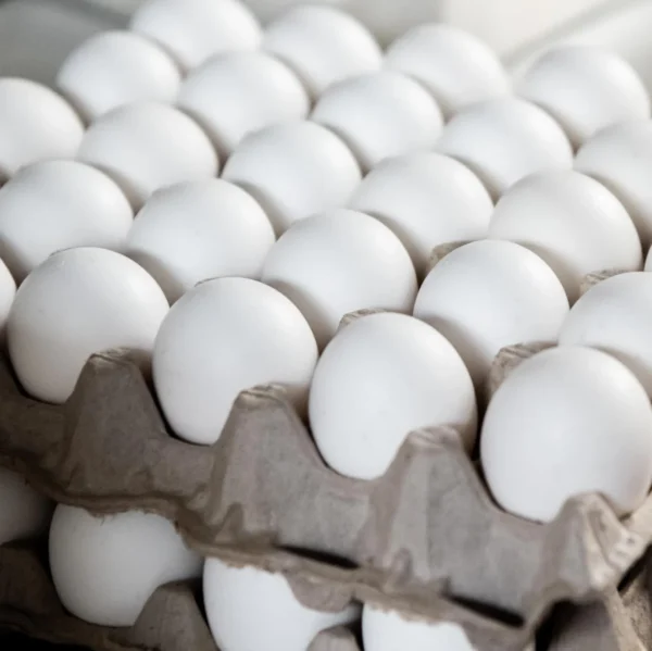 Eggs (100 Qty)